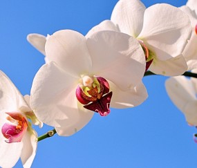天桥正规助孕捐卵机构，附正规捐卵机构报名表！